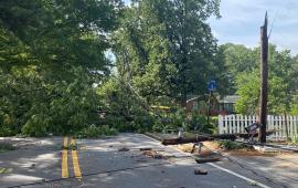 Downed tree near Phillips Drive and Skyland Drive 