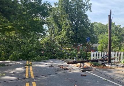 Downed tree near Phillips Drive and Skyland Drive 